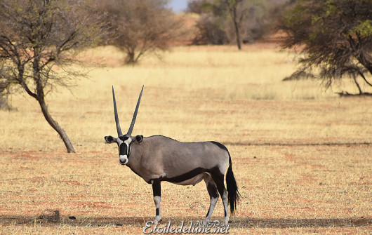bagatelle-kalahari-oryx-1