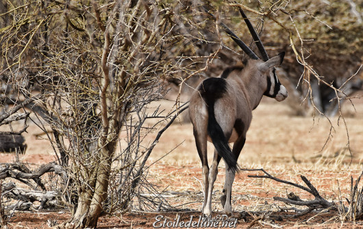 bagatelle-kalahari-oryx-3