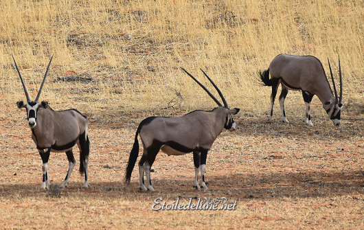 bagatelle-kalahari-oryx-4