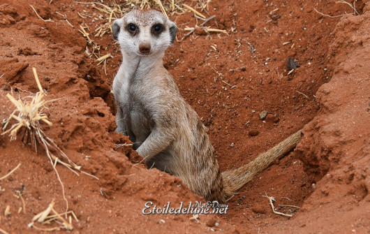 bagatelle-kalahari-famille-de-suricates-1