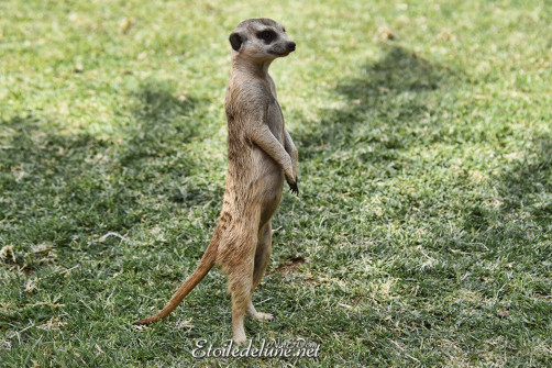 bagatelle-kalahari-famille-de-suricates-2
