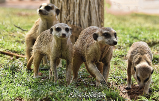 bagatelle-kalahari-famille-de-suricates-3
