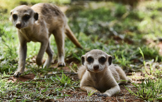 bagatelle-kalahari-famille-de-suricates-4