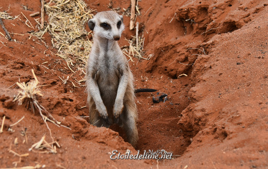 bagatelle-kalahari-famille-de-suricates-6