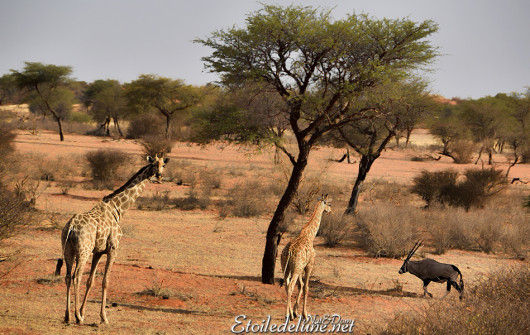 bagatelle-kalahari-oryx-girafes-4