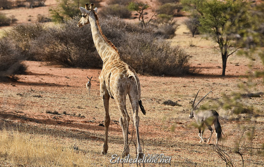 bagatelle-kalahari-springbok-girafe-oryx