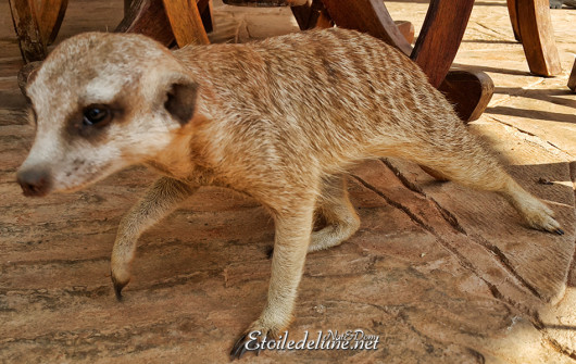 bagatelle-kalahari-suricate-familier