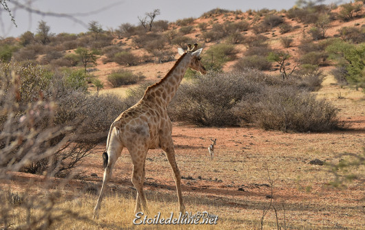 bagatelle-ranch-game-drive-girafes-2