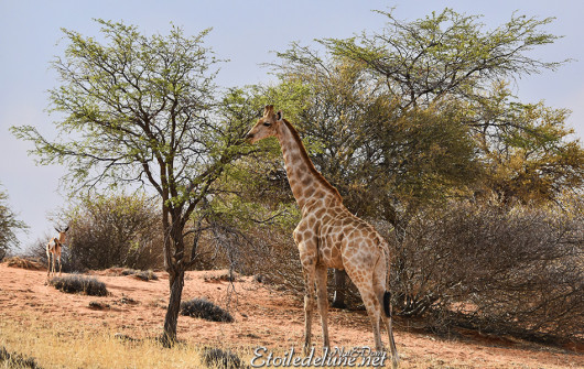 bagatelle-ranch-game-drive-girafes-3