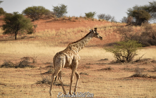 bagatelle-ranch-game-drive-girafes-9