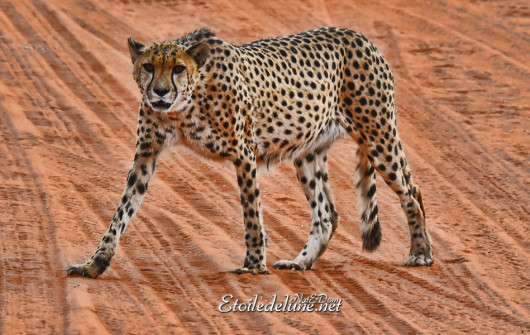 bagatelle-ranch-game-drive-guepard-cheetah-1