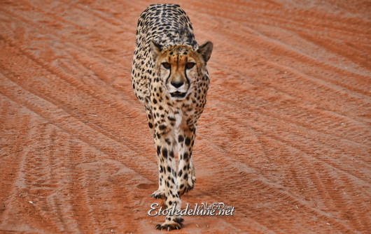 bagatelle-ranch-game-drive-guepard-cheetah-10
