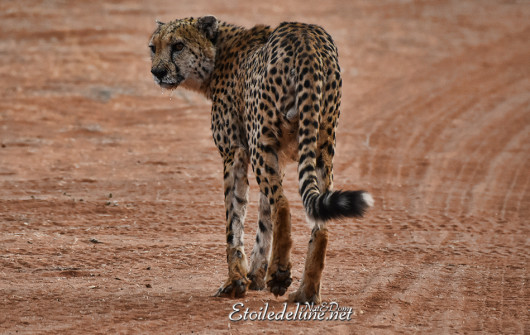 bagatelle-ranch-game-drive-guepard-cheetah-11