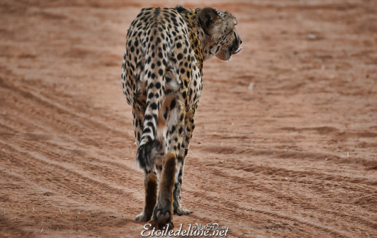 bagatelle-ranch-game-drive-guepard-cheetah-12