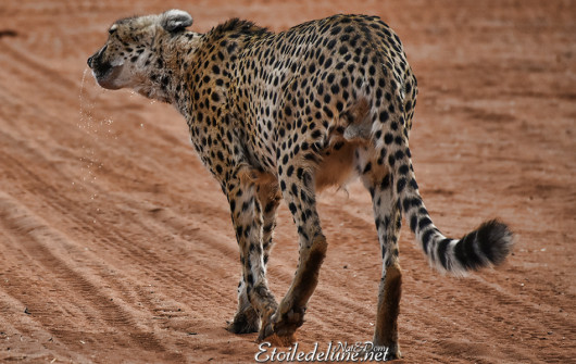 bagatelle-ranch-game-drive-guepard-cheetah-13
