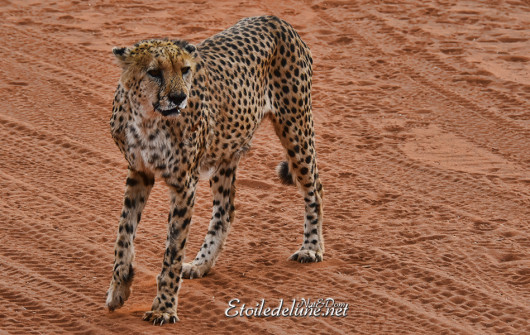 bagatelle-ranch-game-drive-guepard-cheetah-2