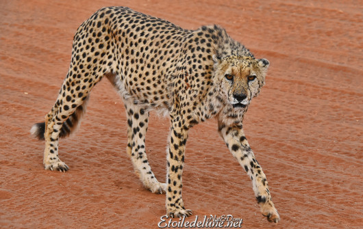 bagatelle-ranch-game-drive-guepard-cheetah-4