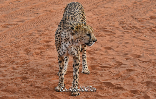 bagatelle-ranch-game-drive-guepard-cheetah-5