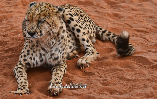 bagatelle-ranch-game-drive-guepard-cheetah-6