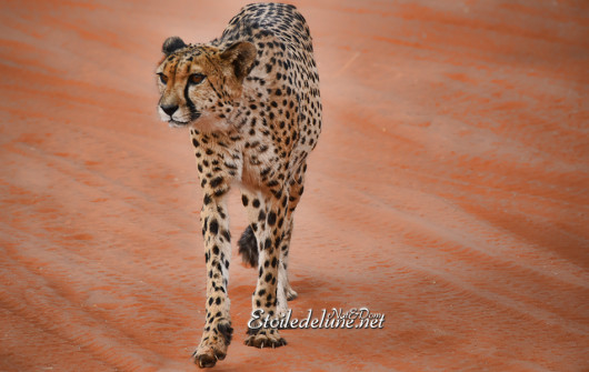 bagatelle-ranch-game-drive-guepard-cheetah-7