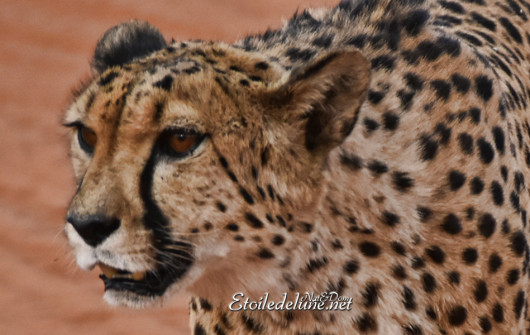 bagatelle-ranch-game-drive-guepard-cheetah-8