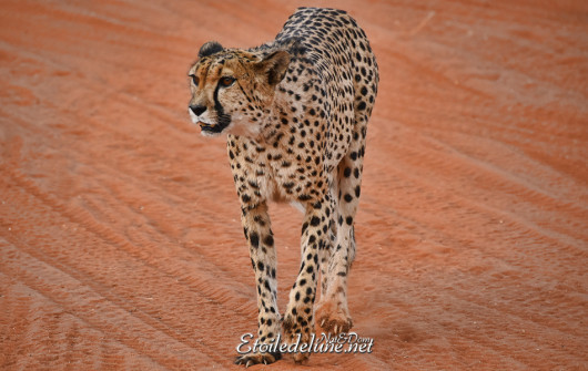 bagatelle-ranch-game-drive-guepard-cheetah-9