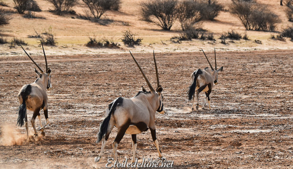 bagatelle-ranch-game-drive-oryx-5