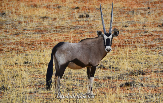 bagatelle-ranch-game-drive-oryx-7