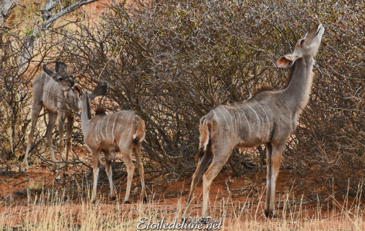 bagatelle-ranch-game-drive-grand-kudu-1