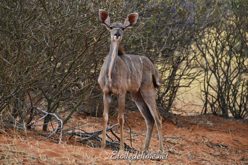 bagatelle-ranch-game-drive-grand-kudu-2