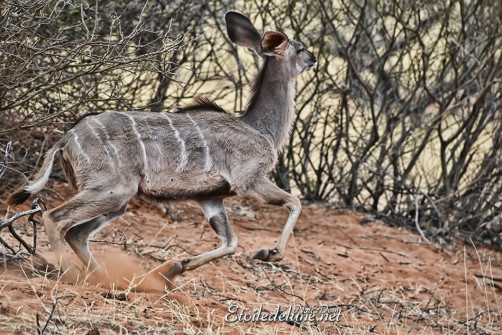 bagatelle-ranch-game-drive-grand-kudu-3