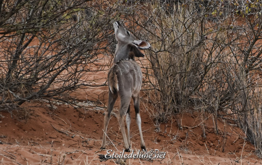 bagatelle-ranch-game-drive-grand-kudu-4