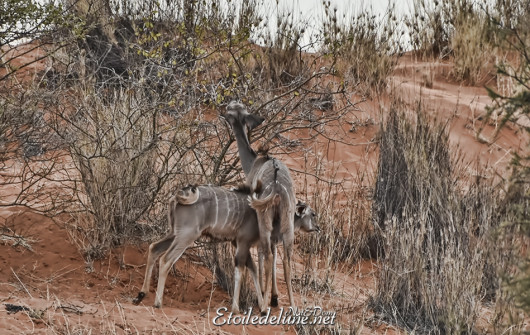 bagatelle-ranch-game-drive-grand-kudu-5