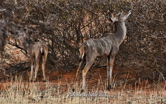 bagatelle-ranch-game-drive-grand-kudu-6