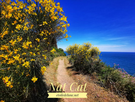 Chemin illuminé par les genêts sur la Côte Vermeille