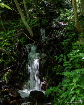 un voile de fraîcheur au coeur de la forêt en été