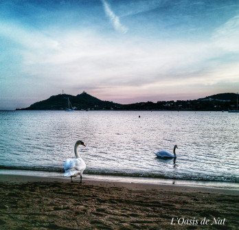 Agay, un couple de cygnes y passe ses vacances en arrière-saison