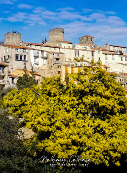 Palalda, et ses mimosas, janvier, le soleil d'été dans les arbres