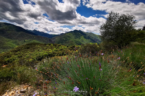 Le printemps réveille la vallée de Vallespir au fond le Roc Saint Sauveur, vers la frontière entre France et Espagne