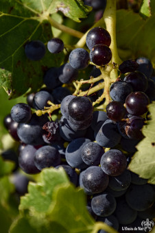 Le temps des vendanges en Luberon