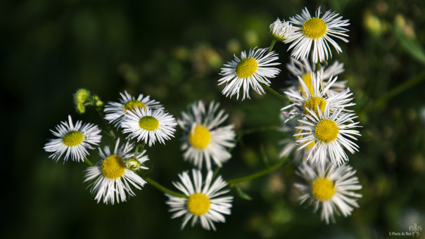 Quel bonheur de trouver sur nos chemins l'éclat de fleurs, dans la douceur de cette après-midi. En cette saison, lorsqu'il fait doux, ensoleillé, notre coeur se sent printanier, chante et danse, et accueille ces journées inattendues comme un véritable cadeau. Plus enclins à en profiter que lors des belles saisons, où le soleil va de soi. En ces premiers jours d'hiver, fleurs, soleil, douceur, nous mettent plus en joie qu'à n'importe quelle autre saison, car nous en mesurons toute la singularité, presque l'extravagance d'une perle rare offerte gracieusement.Vive l'hiver! Quand il est doux !