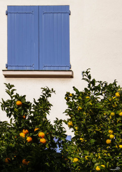 Des volets bleus, des orangers et des citronniers, baignés dans le soleil. Un plein de vitamine visuel offert par notre belle nature méditerranéenne. Que ce clin d'œil diffuse en vous, en votre cœur ces belles vitamines qui font du bien.Prenez soin de vous, doux moments ...