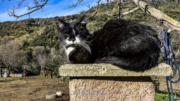 Le chat, le gardien des chevaux d'Amélie !