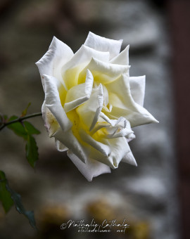 Rose d'hiver dans les jardins de Palalda