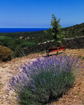 Bouquet de lavande au bord de la Grande Bleue