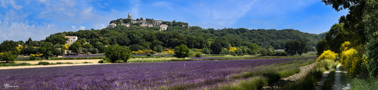 Toute la Provence embaume la lavande