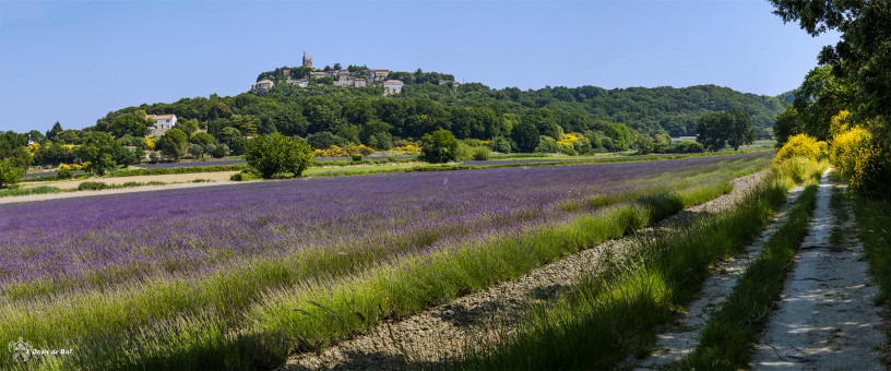 Champs de lavande, chemins de genêts et village médiéval de Clansayes dans la Drôme