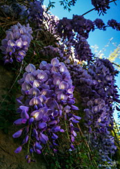 Cette glycine, comme illuminée par des lucioles