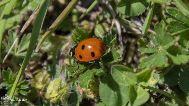 Tout est relatif, pour cette coccinelle, autour d'elle, c'est la jungle!