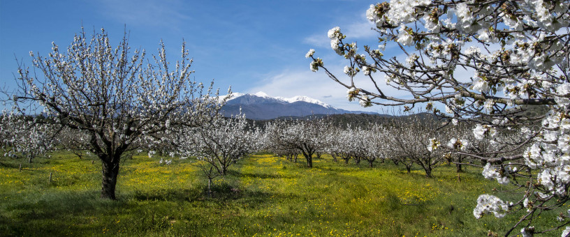 Cerisiers en fleur sur fond de Canigou